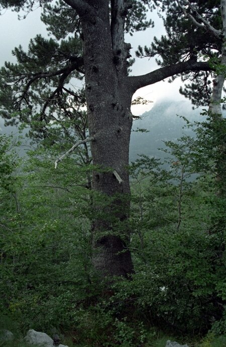 Pinus heldreichii