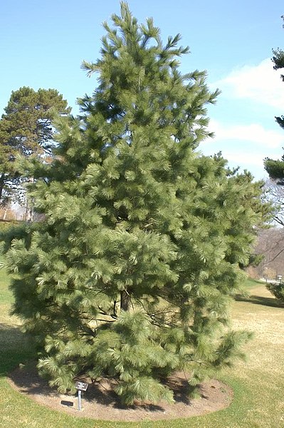 File:Pinus reflexa, New York BG 0zz.jpg