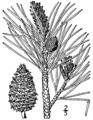 Pinus rigida