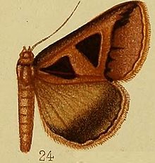 Pl.37-сурет.24-Grammodes микрогониясы (Хэмпсон, 1910) (Chalciope) .JPG