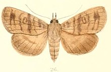 Pl. 6-26-Avitta fasciosa Moore, 1882.JPG