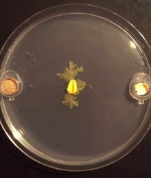 File:Pabrik jembut tebal akar budaya sebagai plasmodium modulator dari jamur lendir muncul komputasi substrat Physarum polycephalum - Video1.webm