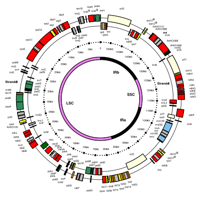 The 154 kb chloroplast DNA map of a model flowering plant (Arabidopsis thaliana: Brassicaceae) showing genes and inverted repeats. Plastomap of Arabidopsis thaliana.svg