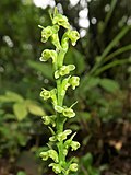 Thumbnail for Platanthera chorisiana