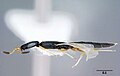 Hymenoptera Family Platygastridae Haliday, 1833