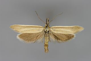 <i>Pleurota marginella</i> Species of moth