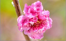 Blossom, Fullerton Arboretum