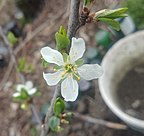 Plum blossom shared on #BlossomWatch, March 2022