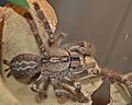 Poecilotheria vittata