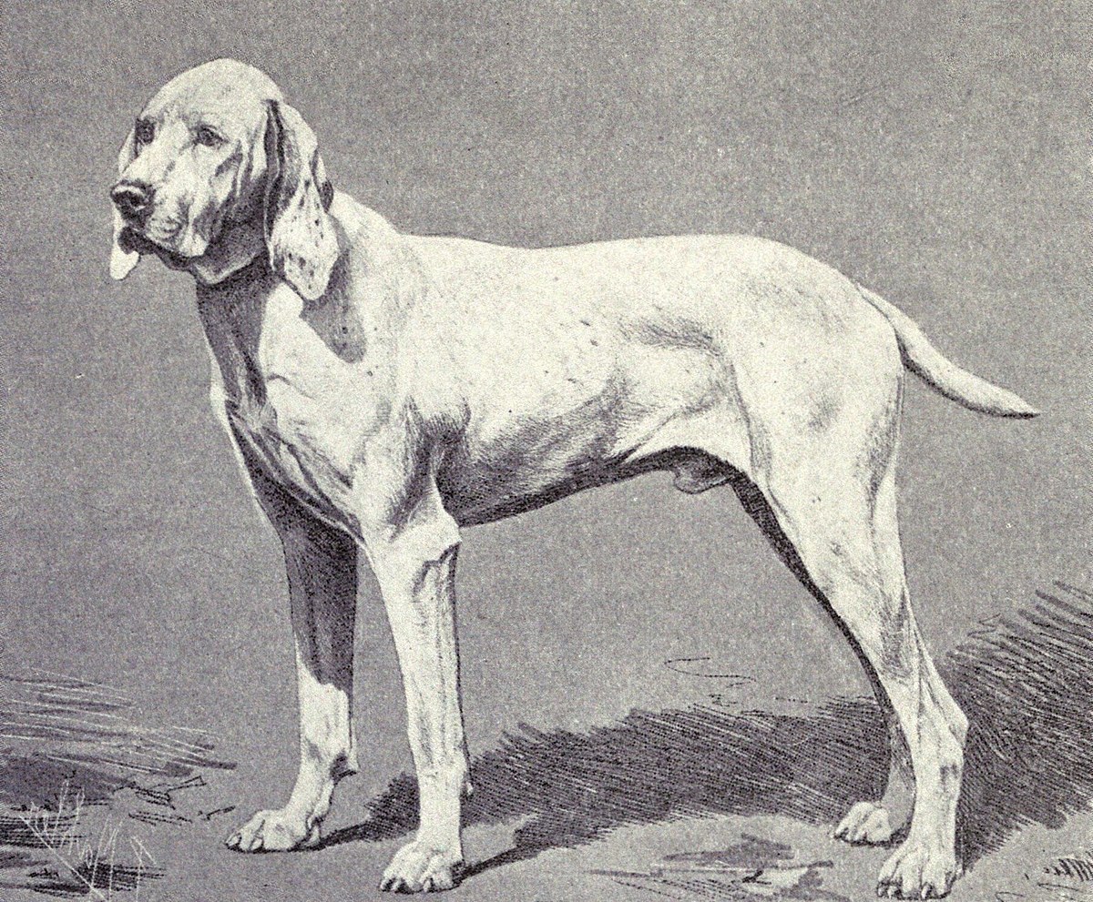 The Pointer - Wikipedia