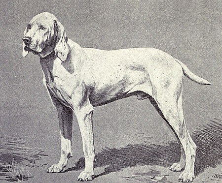Anjing penuding Ariège