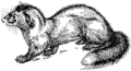 Polecat (PSF).png