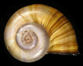 Miniatura per Pomacea lineata