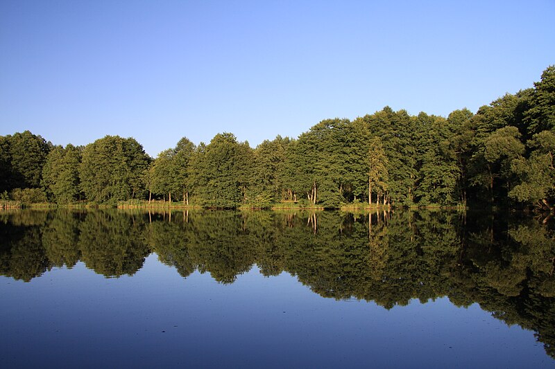 File:Pond Mlynsky u Krce, part of natural monument Zelendarky in summer 2011 (2).JPG