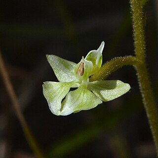 <i>Ponthieva racemosa</i> Species of orchid