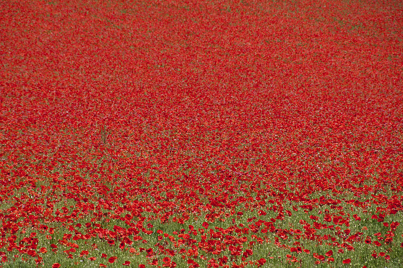 File:Poppies (4709508450).jpg