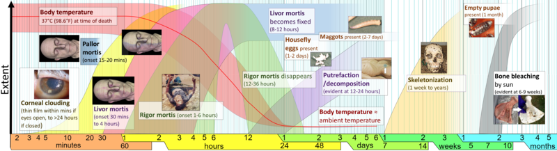 Timeline of postmortem changes (stages of death).