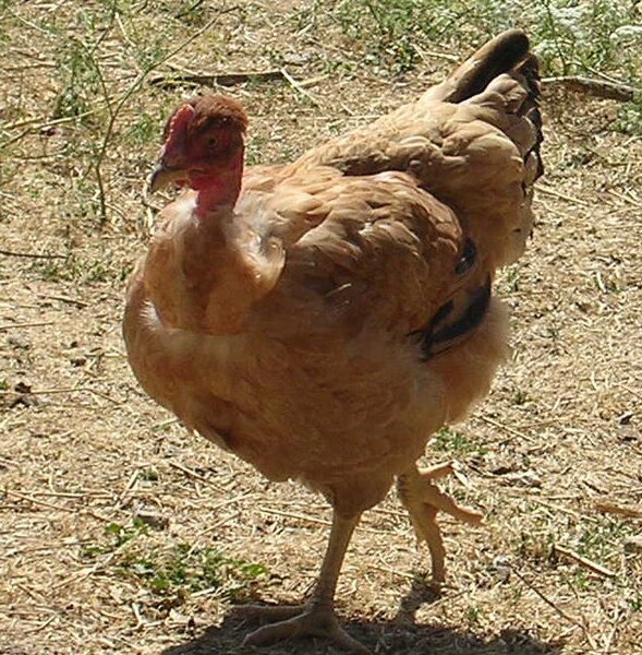 File:Poule.JPG