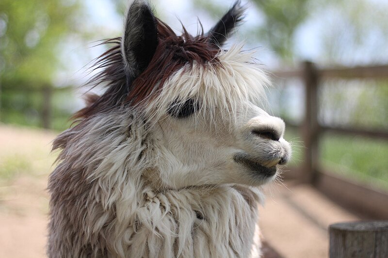 File:Prague Zoo – Lama (2).jpg