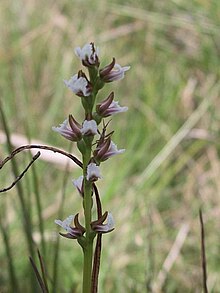 Prasophyllum caricetum.jpg