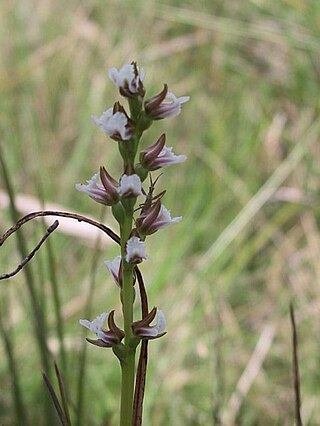 <i>Prasophyllum caricetum</i> Species of orchid