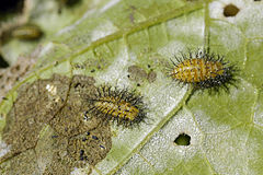 Larvas de Epilachna paenulata
