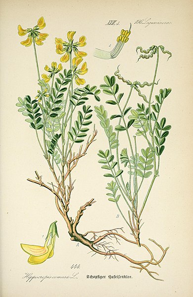 File:Prof. Dr. Thomé's Flora von Deutschland, Österreich und der Schweiz, in Wort und Bild, für Schule und Haus; mit ... Tafeln ... von Walter Müller (Pl. 444) (7982431306).jpg