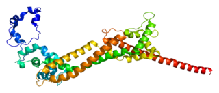 <span class="mw-page-title-main">DAAM1</span> Protein-coding gene in the species Homo sapiens