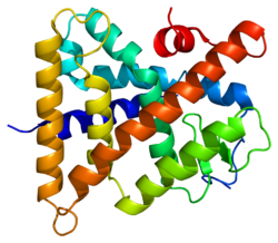 پروتئین HNF4G PDB 1lv2.png