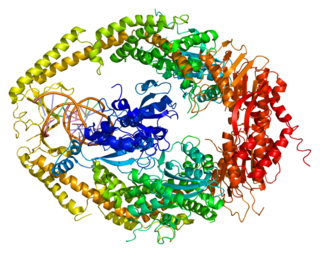 MSH2 protein-coding gene in the species Homo sapiens