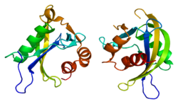 Ақуыз NUDT4 PDB 2duk.png