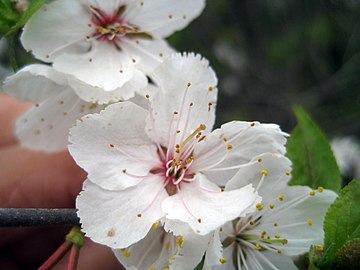 Prunus nigra 5444373.jpg