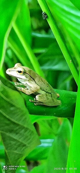 File:Pseudophilatus sp. (Tree frog).jpg