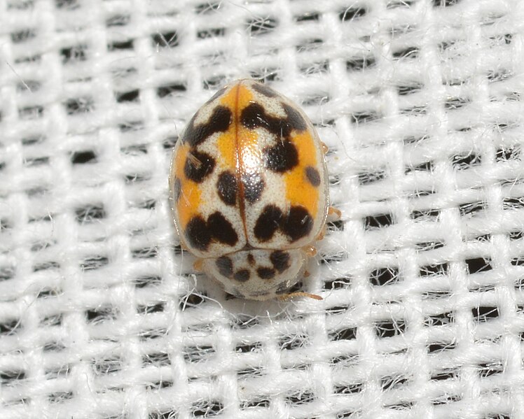 File:Psyllobora vigintimaculata - Twenty-Spotted Lady Beetle (ID thanks to Ashley Bradford) (42559408030).jpg