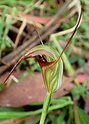 Pterostylis abrupta