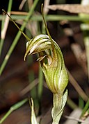 Pterostylis ophioglossa