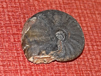 Ptychites studeri ammonoid fossil from Triassic rocks in Bosnia Ptychitidae - Ptychites studeri.JPG