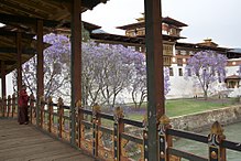 Punakha Dzong, die Verwaltungsfestung der Punabs. Ansicht im Innenhof mit traditionellen Holzkonstruktionen und lila blühenden Bäumen.