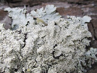 <i>Punctelia perreticulata</i> Species of lichen