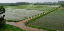 Rice fields in India. India's participation in the Green Revolution helped resolve food shortages in the mid-twentieth century. Punjab Monsoon (cropped).jpg