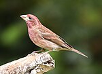 Thumbnail for File:Purple Finch DSC5650vv.jpg