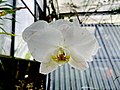 Gambar mini seharga Bunga Nasional Indonesia