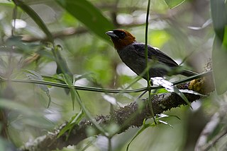 Chestnut-headed tanager