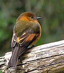 aves De Argentina