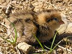 Californian Quail (Callipepla californica)