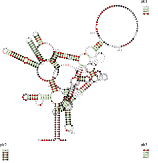 <span class="mw-page-title-main">ROOL RNA motif</span>