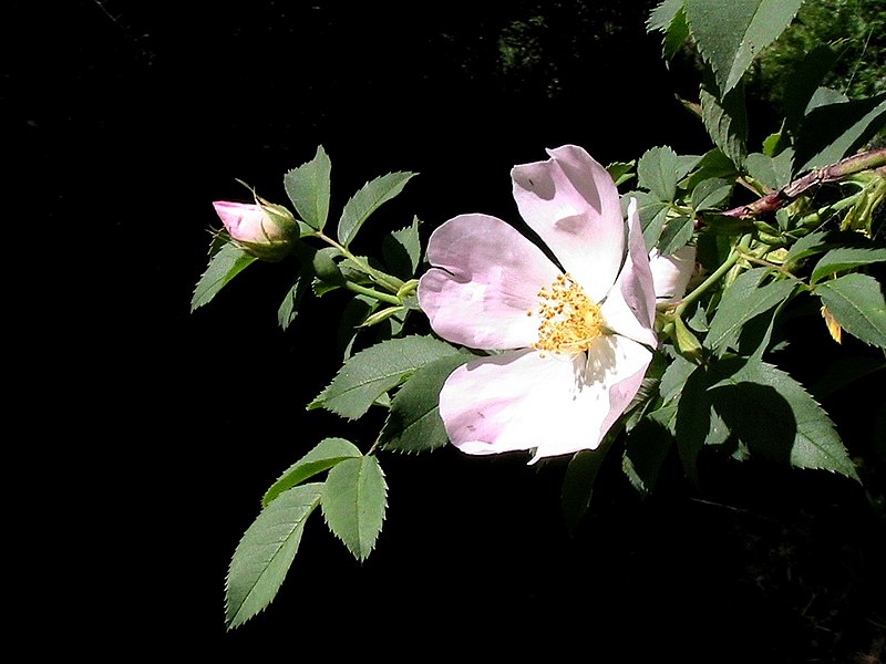 Ruusut – Wikipedia