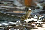 Thumbnail for File:Ratsnake.jpg