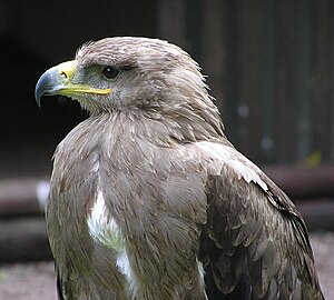 Adler Biologie Biologie