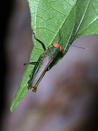 <span class="mw-page-title-main">Proctolabinae</span> Subfamily of grasshoppers